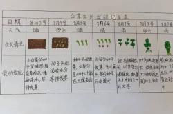 二年级科学植物的生长过程观察记录(观察一种植物的生长过程并做好记录免费)