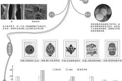 
高三生物思维导图（细胞/遗传/稳态/生态）