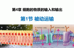 
人教版高一生物上册课件（PPT）
